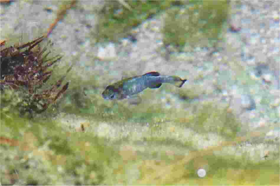 Ash Meadows Amargosa pupfish. Credit: heritage.nv.gov
