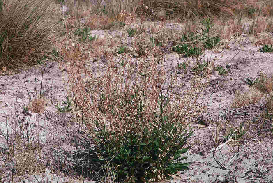 Ash Meadows gumplant. Credit: USDA