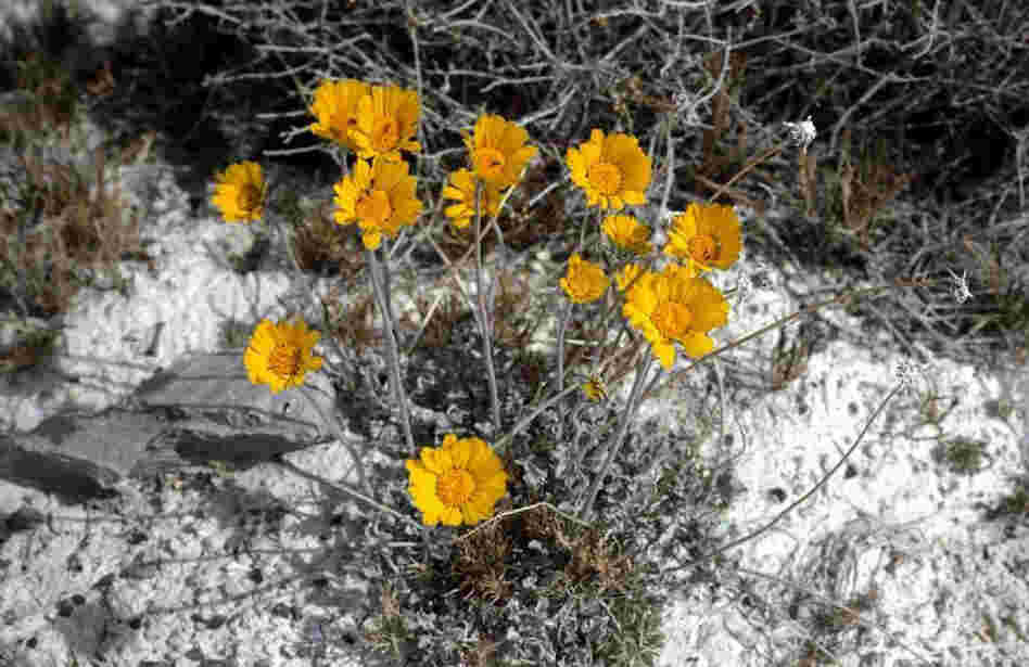 Ash Meadows sunray Credit: USDA