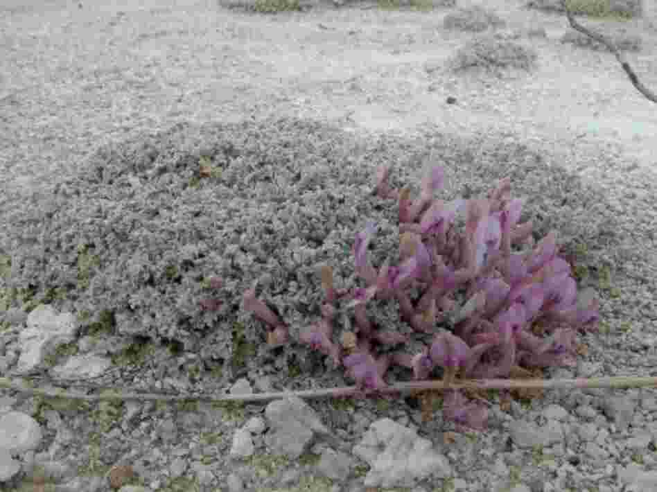 Ash Meadows milk-vetch. Credit: U.S. Fish and Wildlife Service