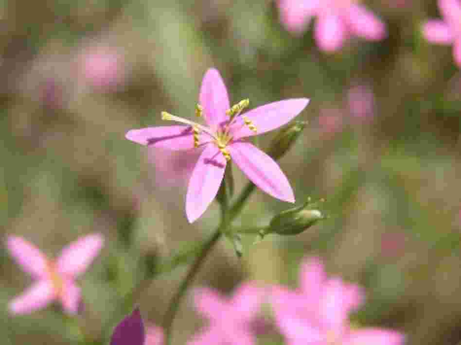 Spring-loving centaury. Credit: U.S. Fish and Wildlife Service