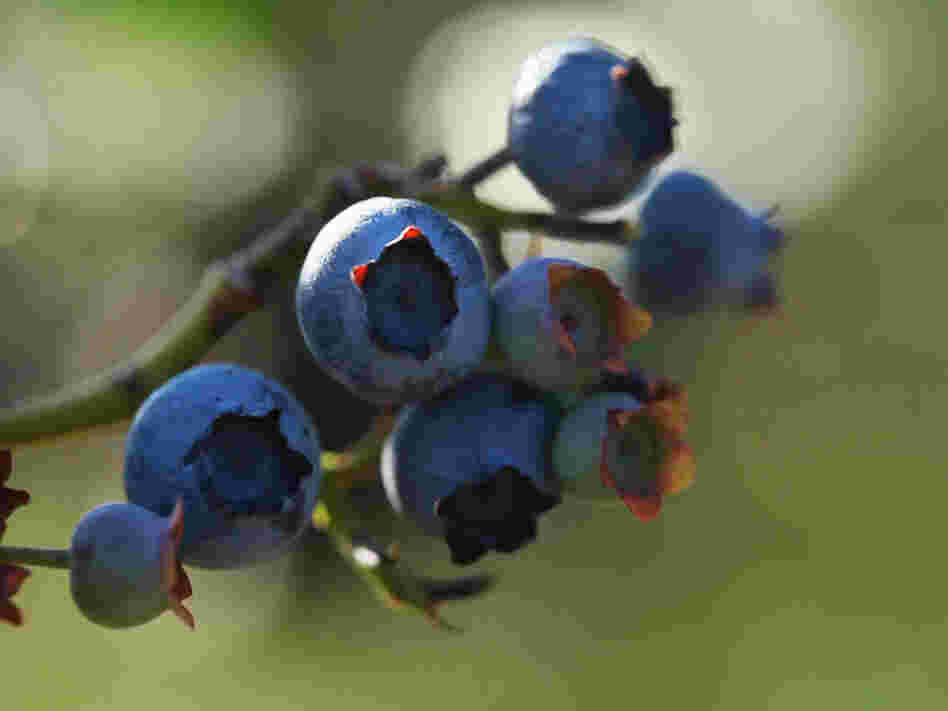 Blueberries at Butler's Orchard Blueberries at Butler's Orchard