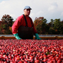 Cranberry bog