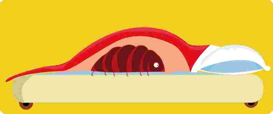 Bedbug Bedbug