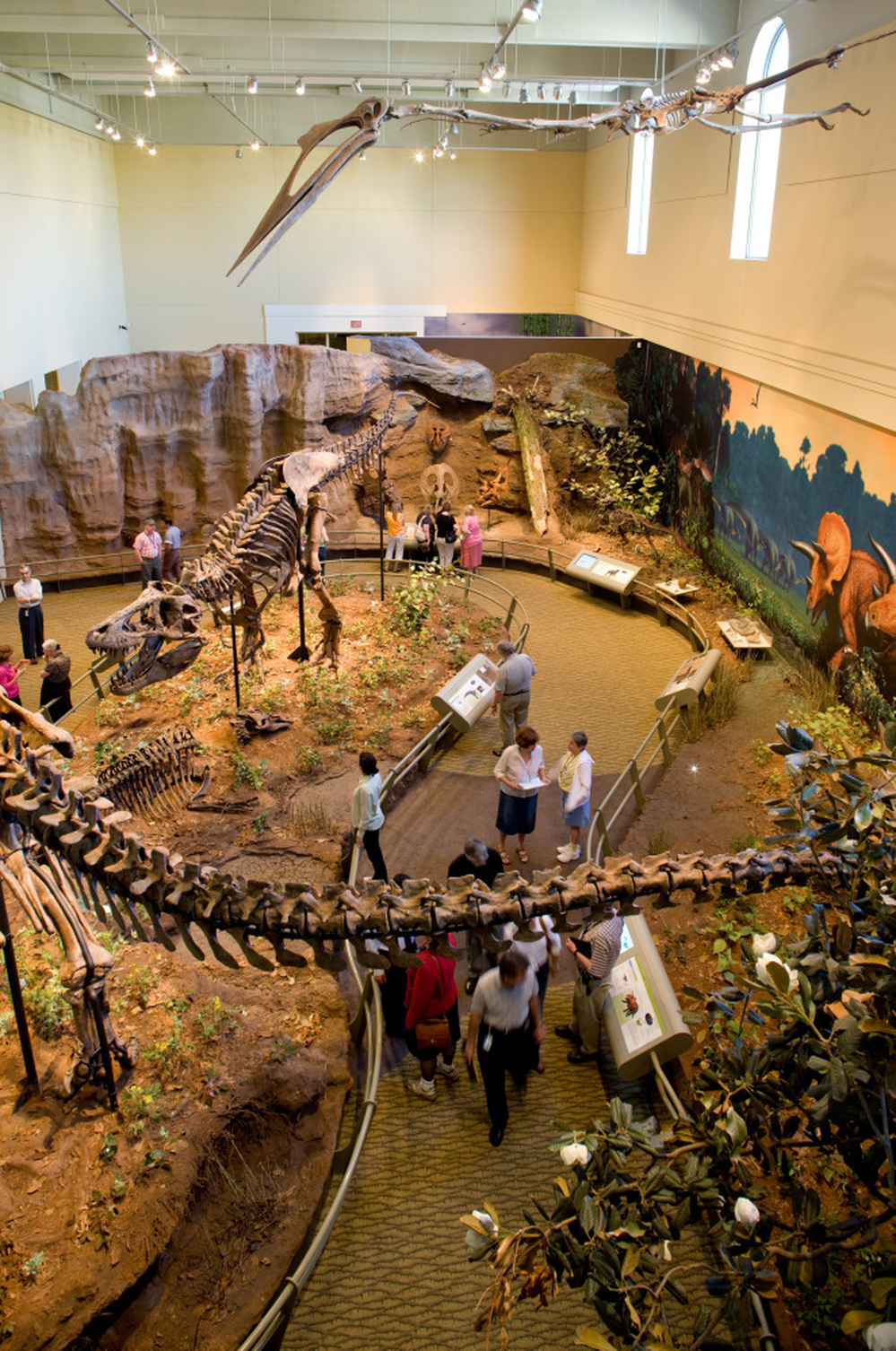 The Cretaceous area in the Carnegie Museum of Natural History