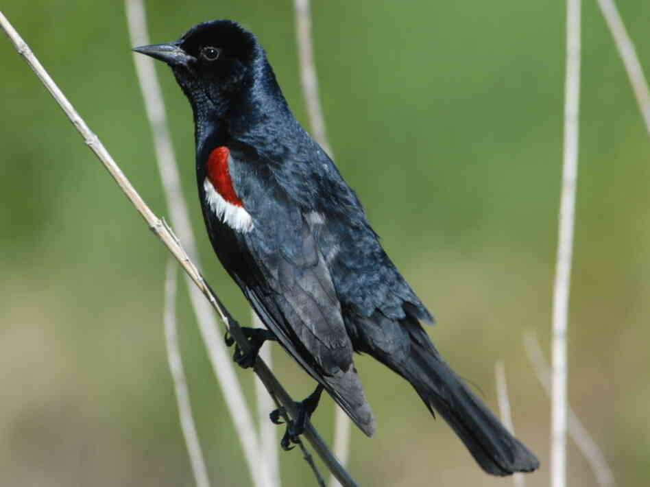 Songbirds, like this male tricolored blackbird, develop regional accents, researchers found. Songbirds, like this male tricolored blackbird, develop regional accents, researchers found.