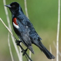 Songbirds, like this male tricolored blackbird, develop regional accents, researchers found. Songbirds, like this male tricolored blackbird, develop regional accents, researchers found.