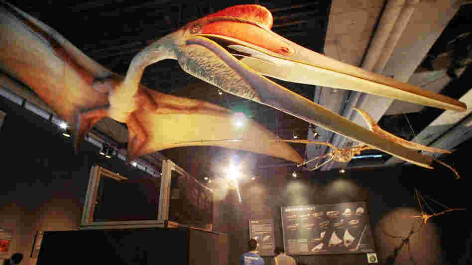 Pterosaur on display at a museum in Tokyo Pterosaur on display at a museum in Tokyo