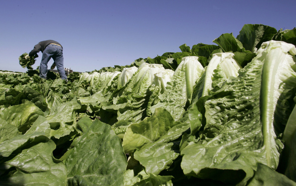 A farmworker harvests romaine lettuce in Salinas, Calif., in 2007. 