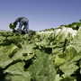 A farmworker harvests romaine lettuce in Salinas, Calif., in 2007. A farmworker harvests romaine lettuce in Salinas, Calif., in 2007.