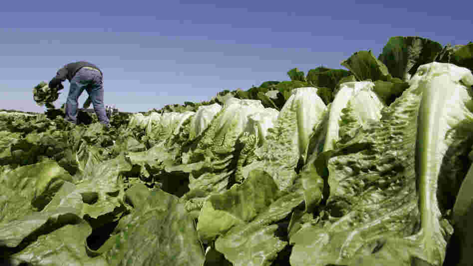 A farmworker harvests romaine lettuce in Salinas, Calif., in 2007. 