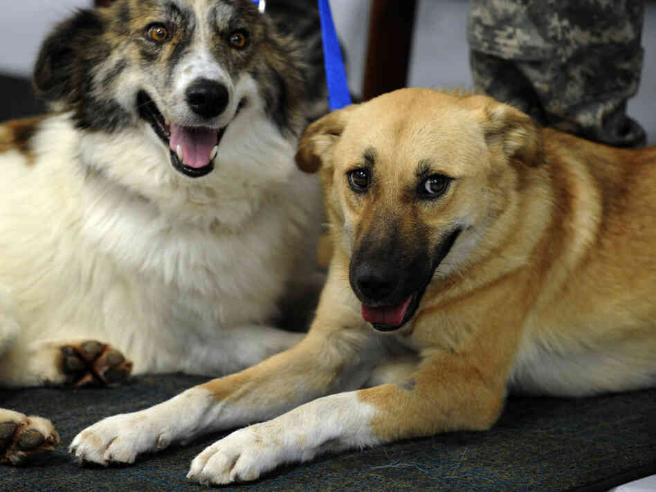 Target (right) and Rufus Target (right) and Rufus