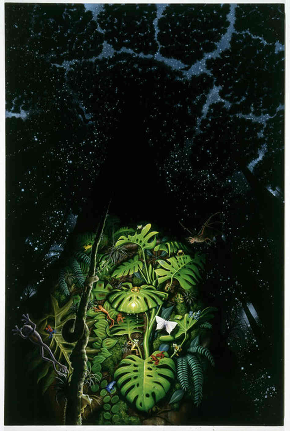 Kapok Tree, 1995