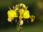 Evening primrose Evening primrose