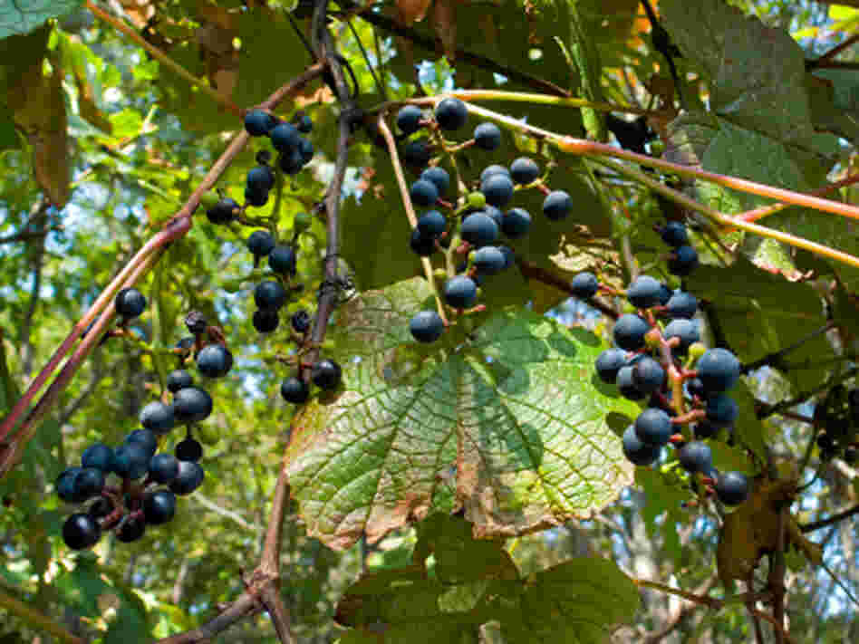 Wild grapes Wild grapes
