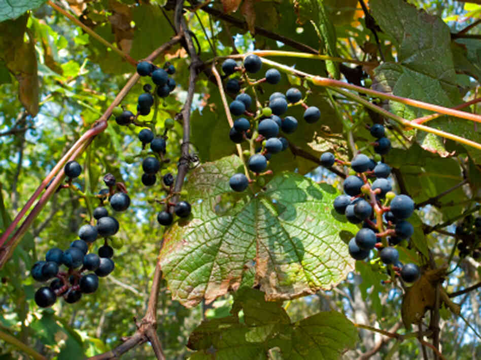 Wild grapes Wild grapes