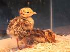 Two wild turkey chicks Two wild turkey chicks