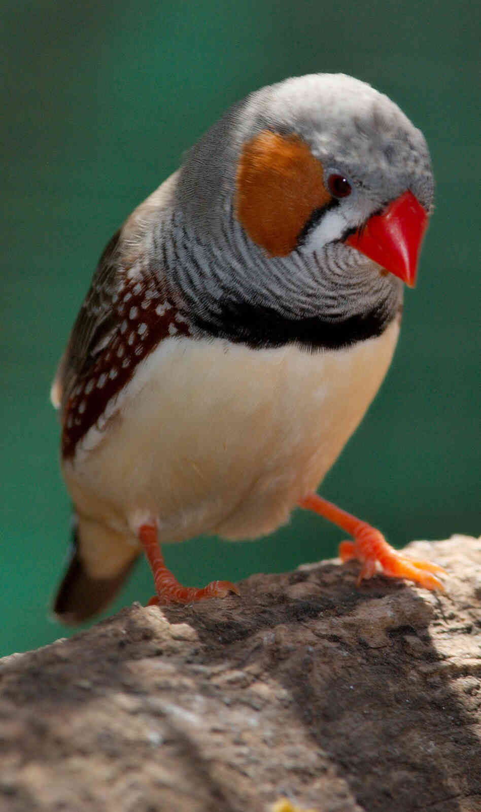 A zebra finch. A zebra finch.