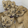 Lion cubs at the Smithsonian National Zoo Lion cubs at the Smithsonian National Zoo