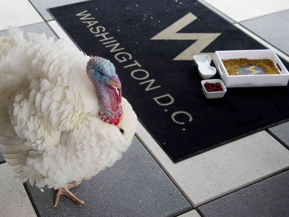 A turkey gets some exercise on a rooftop A turkey gets some exercise on a rooftop