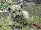 Leo the Snow Leopard book cover Leo the Snow Leopard book cover