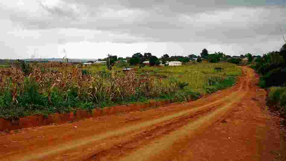 A cornfield near the Kumbali Lodge in Malawi A cornfield near the Kumbali Lodge in Malawi