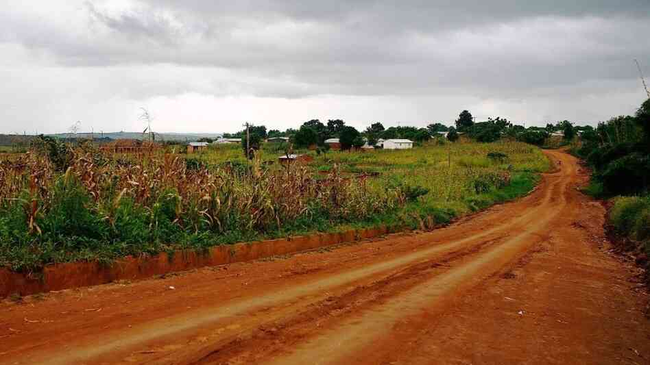 A cornfield near the Kumbali Lodge in Malawi A cornfield near the Kumbali Lodge in Malawi