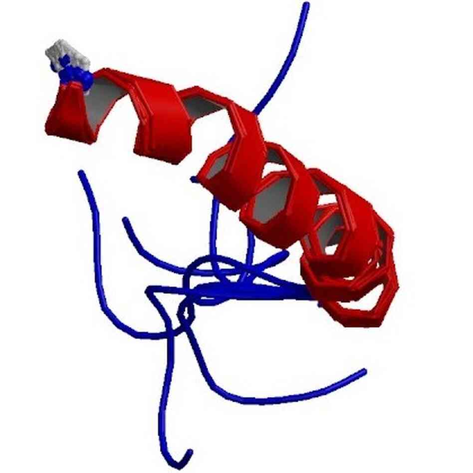 Model of neuropeptide Y Model of neuropeptide Y