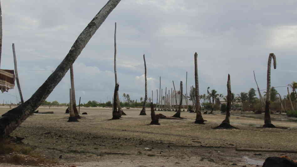 Dead coconut trees on the island of Abaiang. Dead coconut trees on the island of Abaiang.