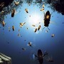 Bees fly around a beehive. Bees fly around a beehive.