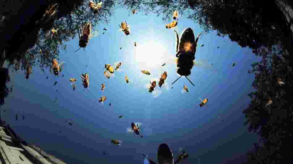 Bees fly around a beehive.