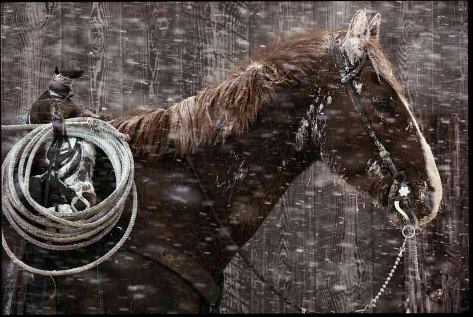 Calving time, Padlock ranch, Montana, 1975