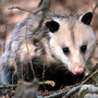 Virginia Opossum Virginia Opossum
