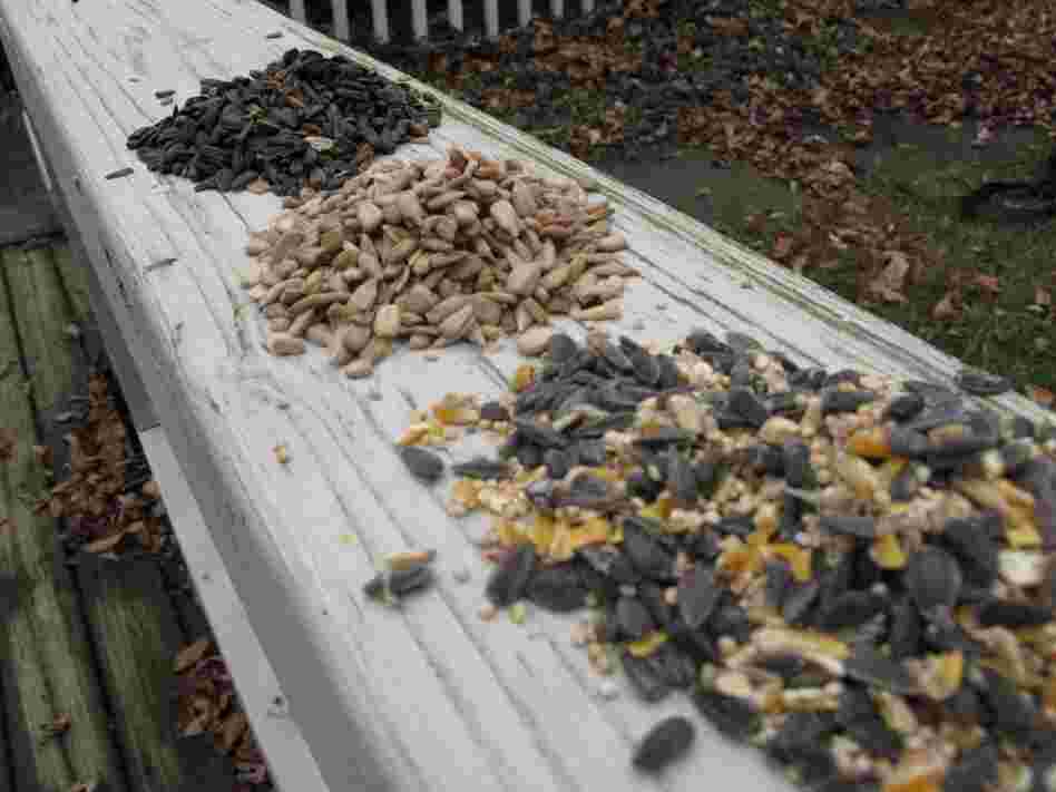 Bird feed Bird feed