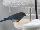 An Eastern bluebird on an icy feeder An Eastern bluebird on an icy feeder