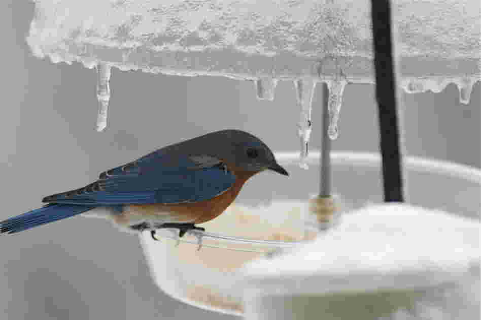 An Eastern bluebird on an icy feeder