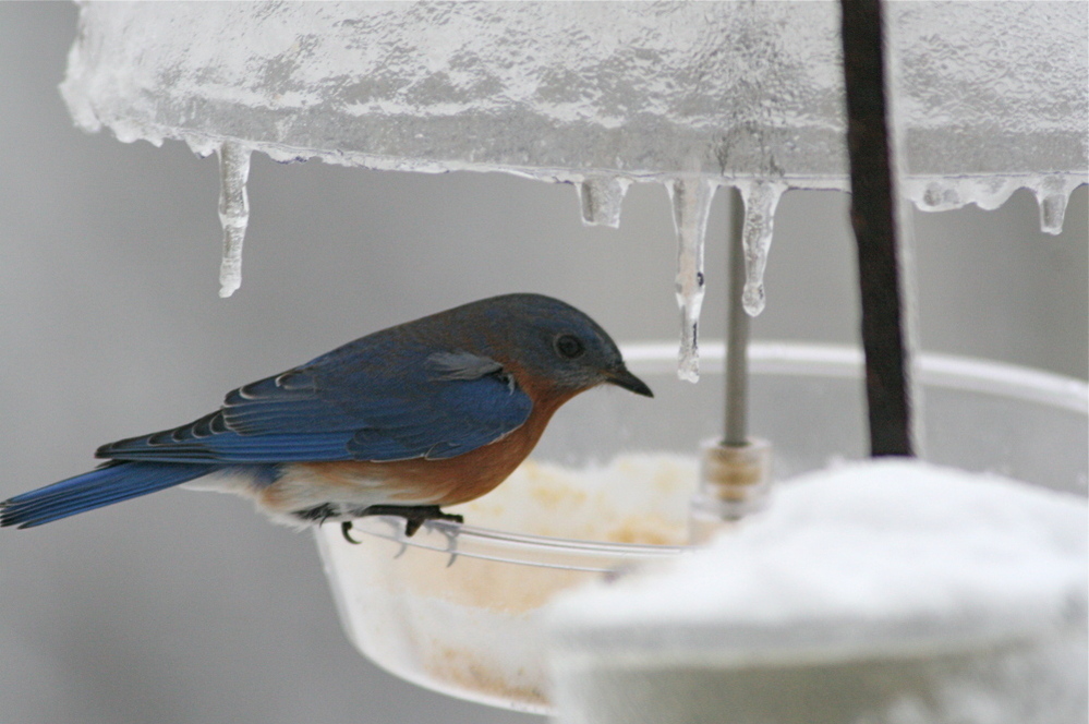 An Eastern bluebird on an icy feeder