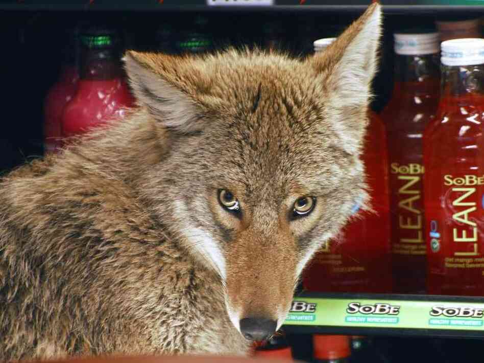 Coyote in a cooler at a Quizno's in Chicago Coyote in a cooler at a Quizno's in Chicago