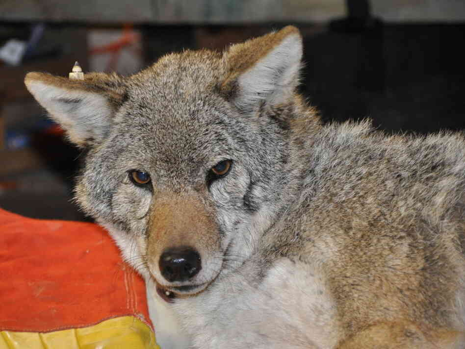 Big Mama, the coyote Big Mama, the coyote