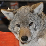 Big Mama, the coyote Big Mama, the coyote
