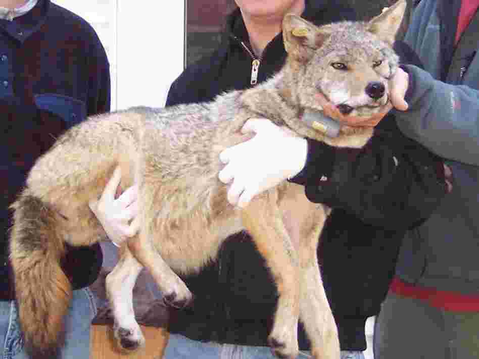 An image of a coyote, Big Mama, after being captured in 2004. An image of a coyote, Big Mama, after being captured in 2004.