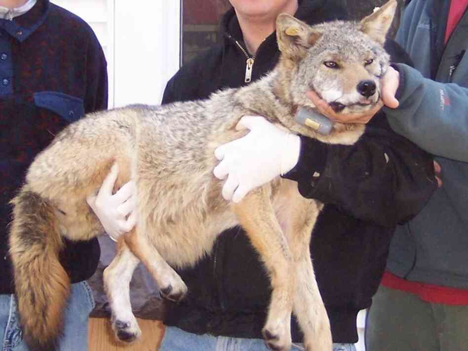An image of a coyote, Big Mama, after being captured in 2004. An image of a coyote, Big Mama, after being captured in 2004.