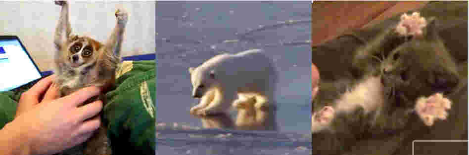 A slow loris, a polar bear, and a kitten A slow loris, a polar bear, and a kitten