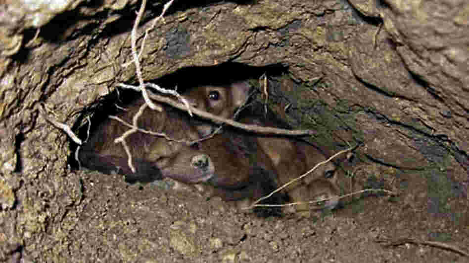 A group of coyote pubs in their den. A group of coyote pubs in their den.
