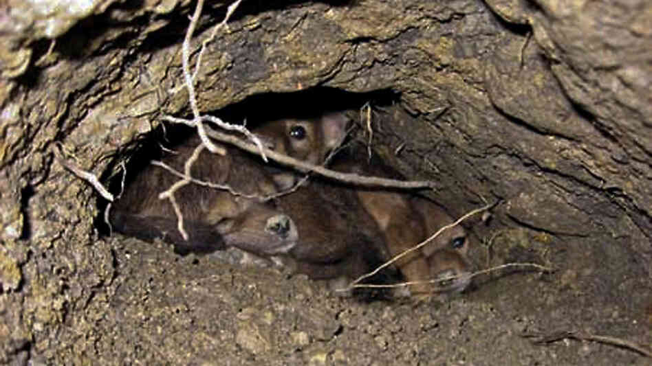 A group of coyote pubs in their den. A group of coyote pubs in their den.