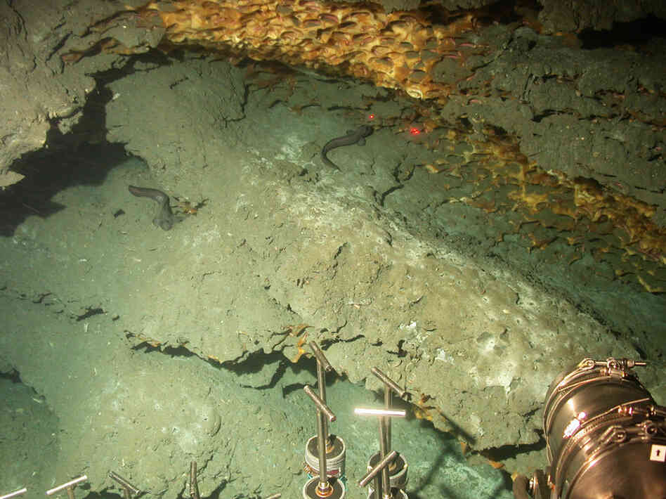 At the bottom of the Gulf, Alvin explores a wall of methane ice where crabs feed on small worms that live in the nooks in the ice. The two red laser spots are about four inches apart. 