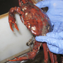 A discolored crab is pulled up from the bottom of the ocean