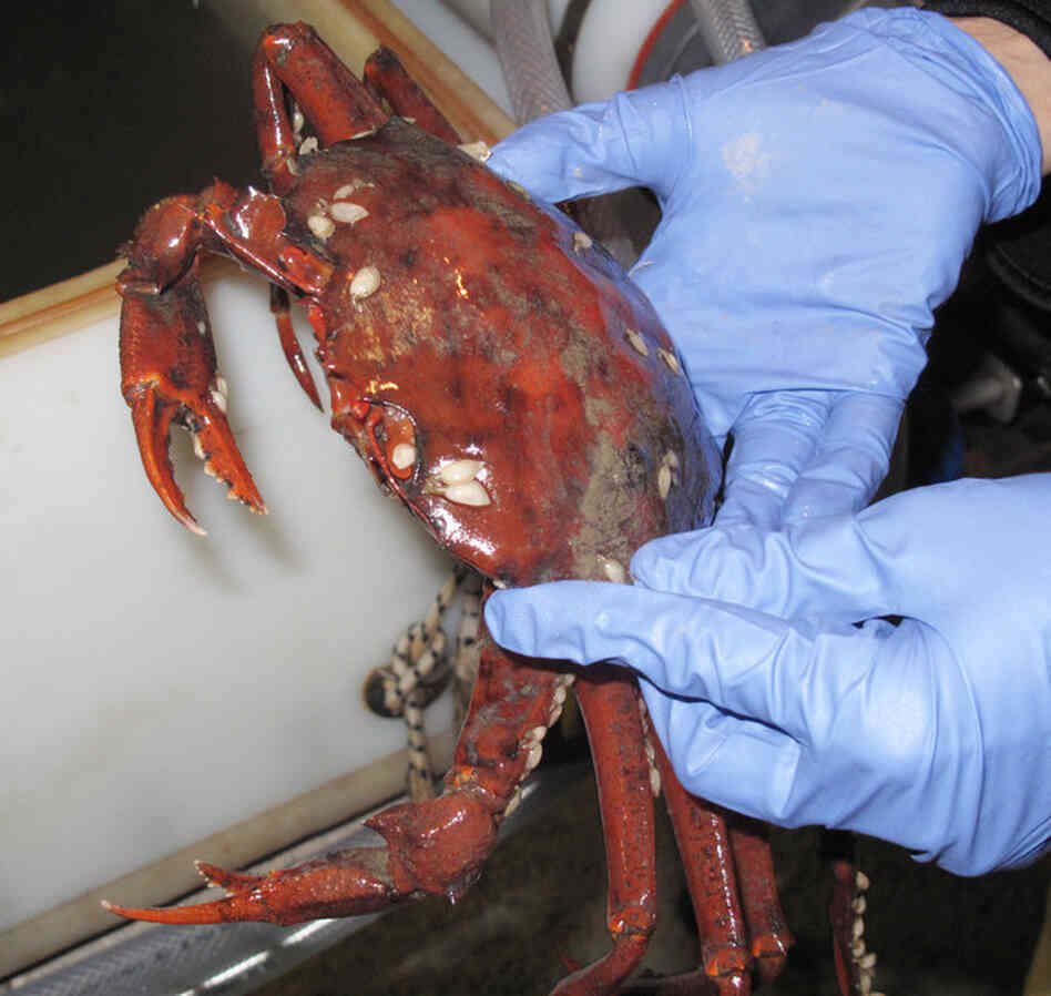 Scientists pull a discolored crab from the bottom of the ocean that may have been harmed by the oil spill.
