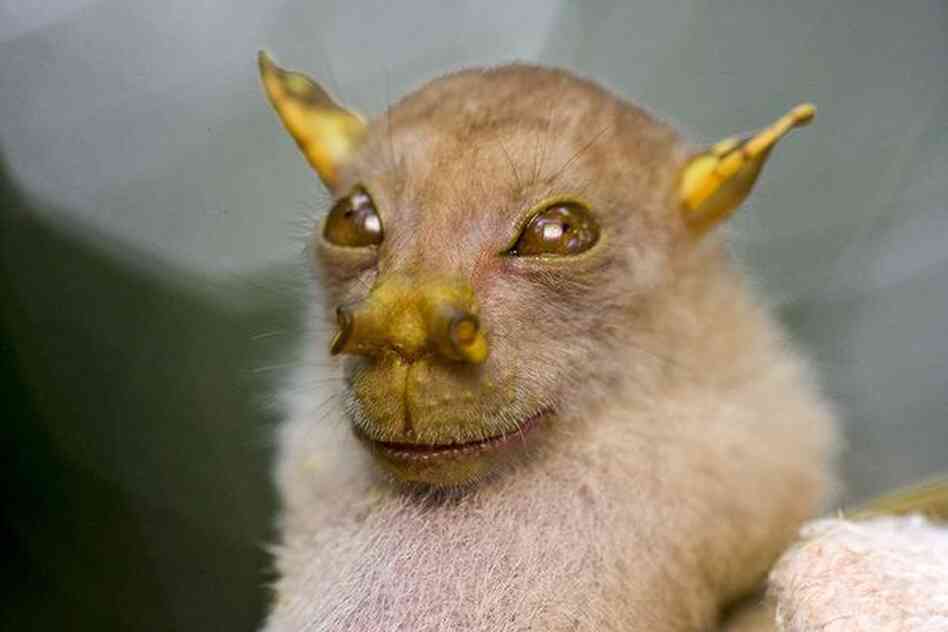 The Yoda Bat The Yoda Bat