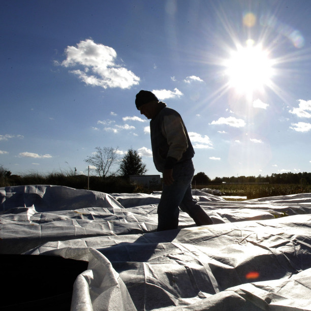 Todd Spangler checks on a ground cover used to protect plants from below freezing temperatures at Ka